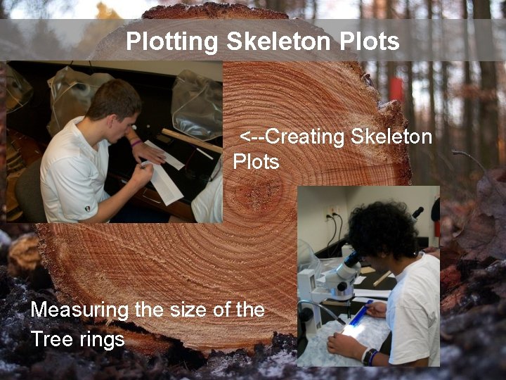 Plotting Skeleton Plots <--Creating Skeleton Plots Measuring the size of the Tree rings ------->