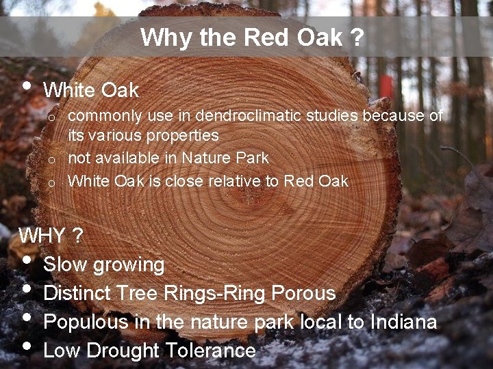 Why the Red Oak ? • White Oak commonly use in dendroclimatic studies because