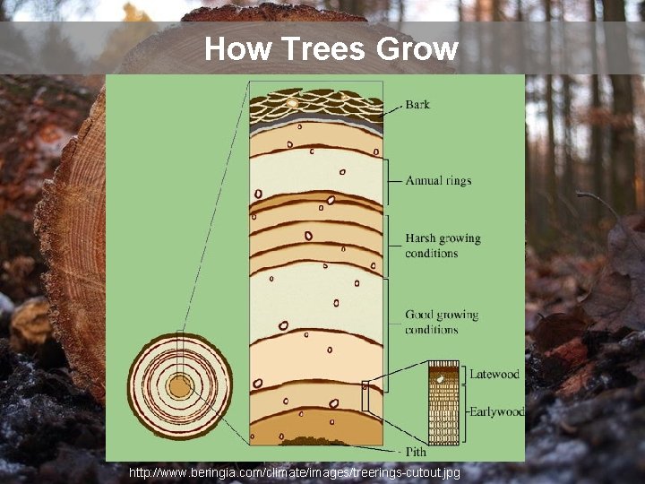 How Trees Grow http: //www. beringia. com/climate/images/treerings-cutout. jpg 