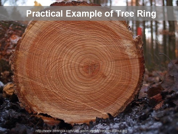 Practical Example of Tree Ring http: //www. beringia. com/climate/images/treerings-cutout. jpg 