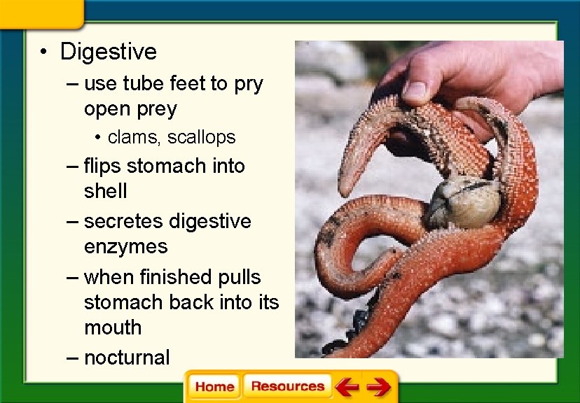• Digestive – use tube feet to pry open prey • clams, scallops • Digestive – use tube feet to pry open prey • clams, scallops
