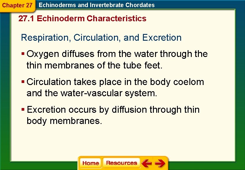 Chapter 27 Echinoderms and Invertebrate Chordates 27. 1 Echinoderm Characteristics Respiration, Circulation, and Excretion Chapter 27 Echinoderms and Invertebrate Chordates 27. 1 Echinoderm Characteristics Respiration, Circulation, and Excretion