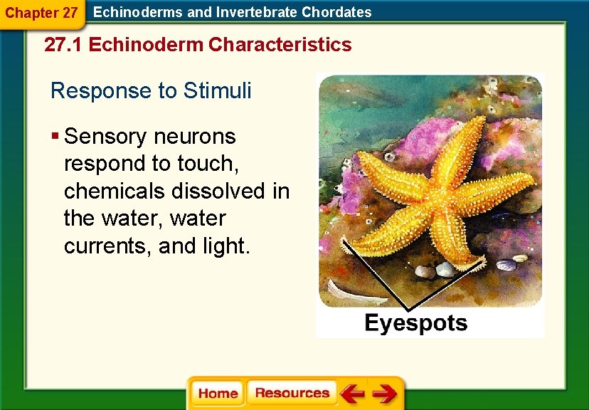Chapter 27 Echinoderms and Invertebrate Chordates 27. 1 Echinoderm Characteristics Response to Stimuli § Chapter 27 Echinoderms and Invertebrate Chordates 27. 1 Echinoderm Characteristics Response to Stimuli §