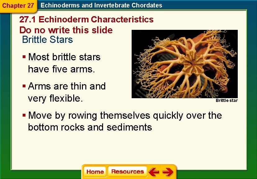 Chapter 27 Echinoderms and Invertebrate Chordates 27. 1 Echinoderm Characteristics Do no write this Chapter 27 Echinoderms and Invertebrate Chordates 27. 1 Echinoderm Characteristics Do no write this