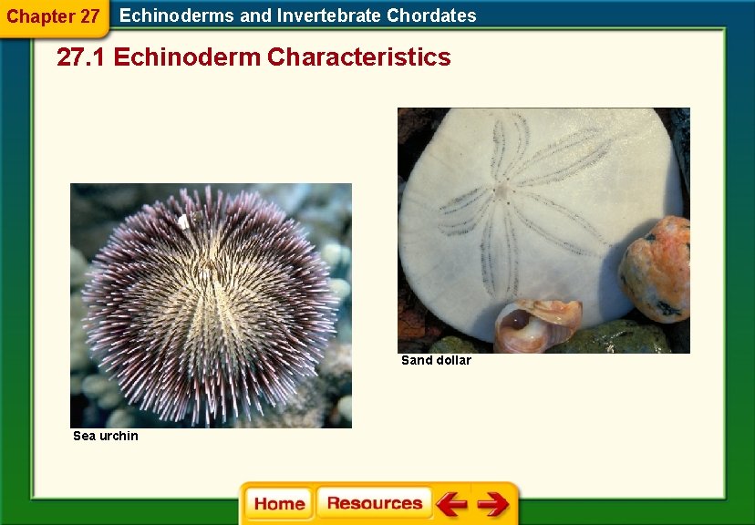 Chapter 27 Echinoderms and Invertebrate Chordates 27. 1 Echinoderm Characteristics Sand dollar Sea urchin Chapter 27 Echinoderms and Invertebrate Chordates 27. 1 Echinoderm Characteristics Sand dollar Sea urchin
