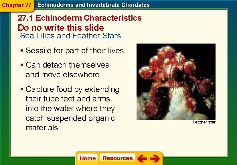 Chapter 27 Echinoderms and Invertebrate Chordates 27. 1 Echinoderm Characteristics Do no write this Chapter 27 Echinoderms and Invertebrate Chordates 27. 1 Echinoderm Characteristics Do no write this