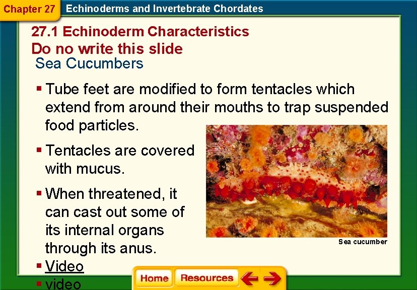 Chapter 27 Echinoderms and Invertebrate Chordates 27. 1 Echinoderm Characteristics Do no write this Chapter 27 Echinoderms and Invertebrate Chordates 27. 1 Echinoderm Characteristics Do no write this