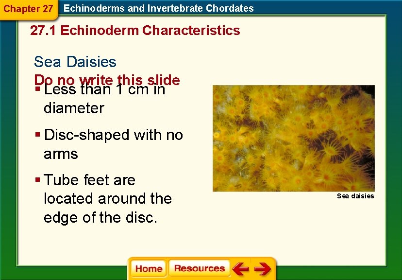 Chapter 27 Echinoderms and Invertebrate Chordates 27. 1 Echinoderm Characteristics Sea Daisies Do no Chapter 27 Echinoderms and Invertebrate Chordates 27. 1 Echinoderm Characteristics Sea Daisies Do no