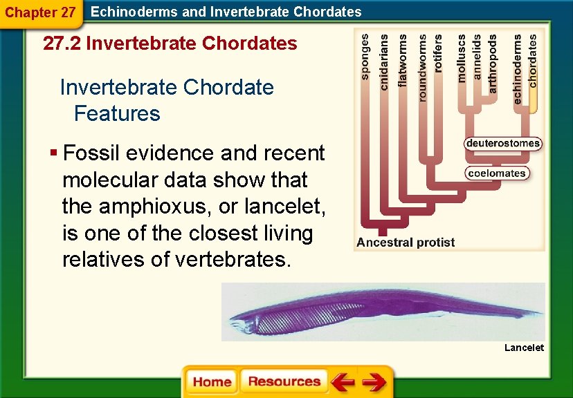 Chapter 27 Echinoderms and Invertebrate Chordates 27. 2 Invertebrate Chordates Invertebrate Chordate Features § Chapter 27 Echinoderms and Invertebrate Chordates 27. 2 Invertebrate Chordates Invertebrate Chordate Features §