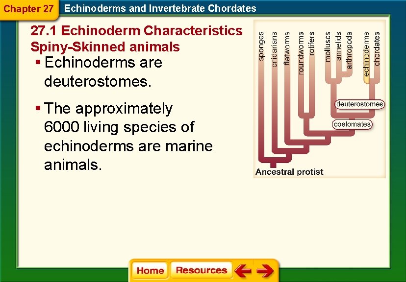 Chapter 27 Echinoderms and Invertebrate Chordates 27. 1 Echinoderm Characteristics Spiny-Skinned animals § Echinoderms Chapter 27 Echinoderms and Invertebrate Chordates 27. 1 Echinoderm Characteristics Spiny-Skinned animals § Echinoderms