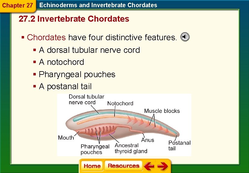 Chapter 27 Echinoderms and Invertebrate Chordates 27. 2 Invertebrate Chordates § Chordates have four Chapter 27 Echinoderms and Invertebrate Chordates 27. 2 Invertebrate Chordates § Chordates have four