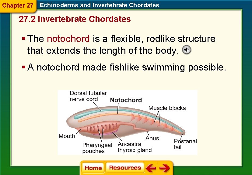 Chapter 27 Echinoderms and Invertebrate Chordates 27. 2 Invertebrate Chordates § The notochord is Chapter 27 Echinoderms and Invertebrate Chordates 27. 2 Invertebrate Chordates § The notochord is