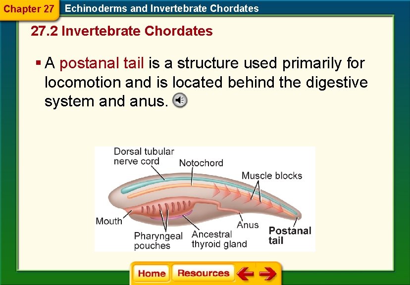 Chapter 27 Echinoderms and Invertebrate Chordates 27. 2 Invertebrate Chordates § A postanal tail Chapter 27 Echinoderms and Invertebrate Chordates 27. 2 Invertebrate Chordates § A postanal tail