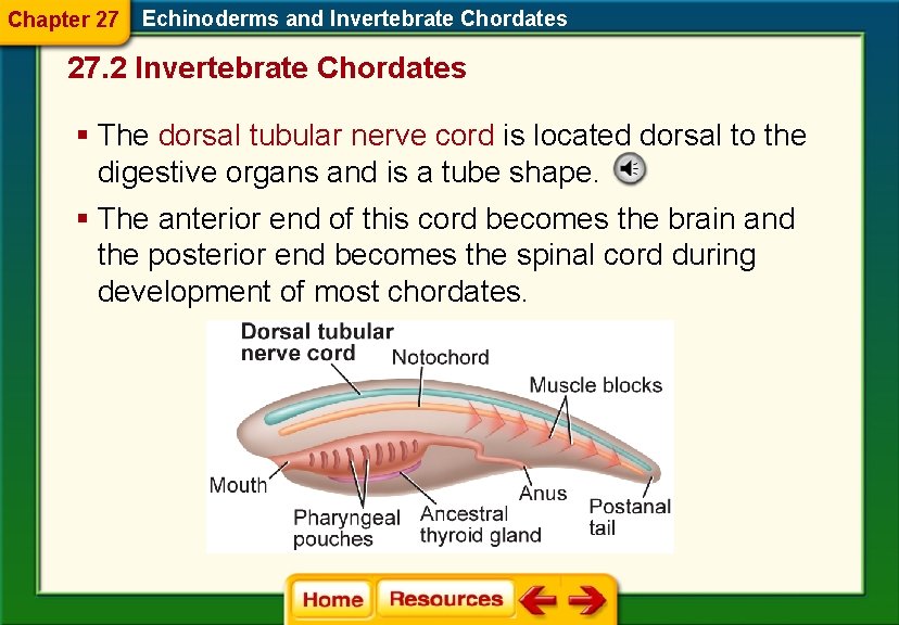 Chapter 27 Echinoderms and Invertebrate Chordates 27. 2 Invertebrate Chordates § The dorsal tubular Chapter 27 Echinoderms and Invertebrate Chordates 27. 2 Invertebrate Chordates § The dorsal tubular