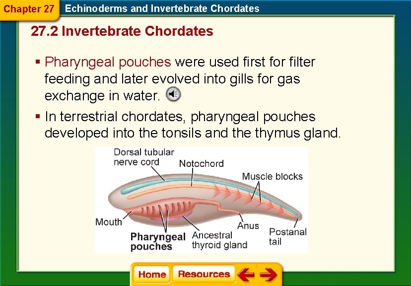 Chapter 27 Echinoderms and Invertebrate Chordates 27. 2 Invertebrate Chordates § Pharyngeal pouches were Chapter 27 Echinoderms and Invertebrate Chordates 27. 2 Invertebrate Chordates § Pharyngeal pouches were