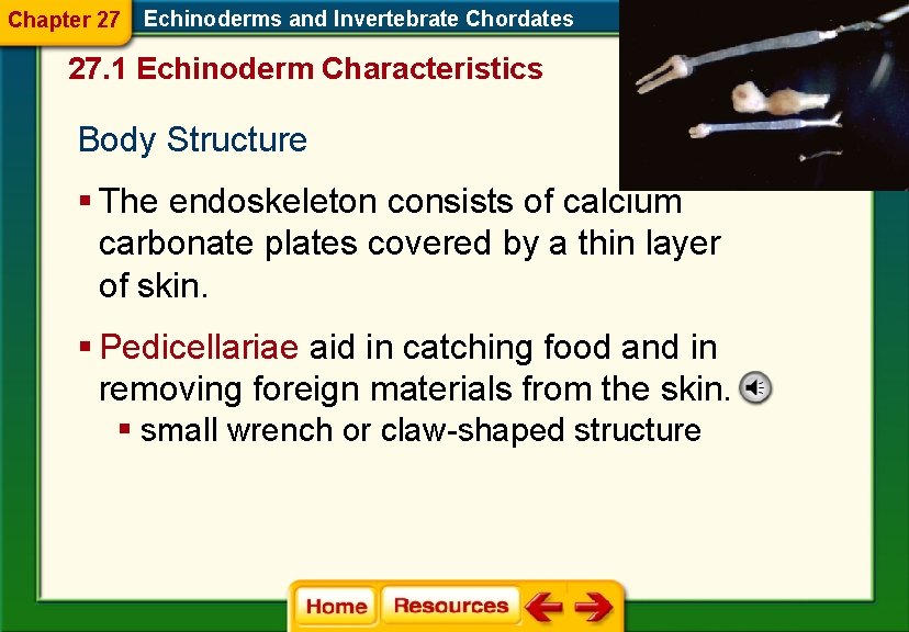 Chapter 27 Echinoderms and Invertebrate Chordates 27. 1 Echinoderm Characteristics Body Structure § The Chapter 27 Echinoderms and Invertebrate Chordates 27. 1 Echinoderm Characteristics Body Structure § The