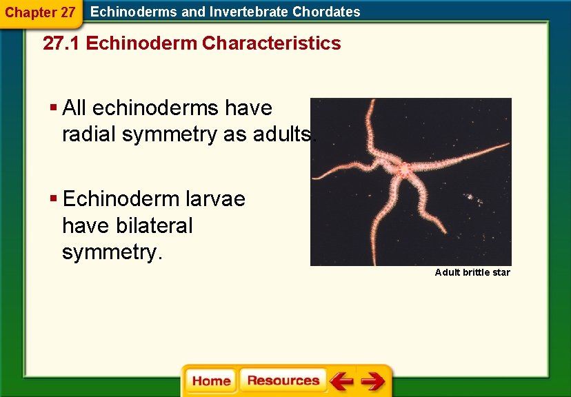 Chapter 27 Echinoderms and Invertebrate Chordates 27. 1 Echinoderm Characteristics § All echinoderms have Chapter 27 Echinoderms and Invertebrate Chordates 27. 1 Echinoderm Characteristics § All echinoderms have