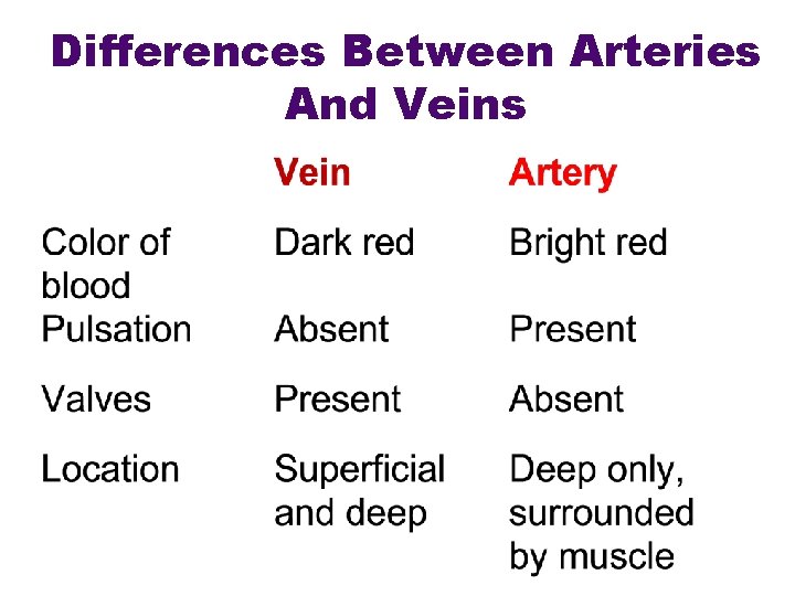 Differences Between Arteries And Veins 