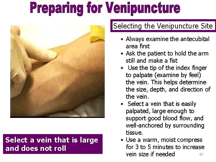 Selecting the Venipuncture Site Select a vein that is large and does not roll