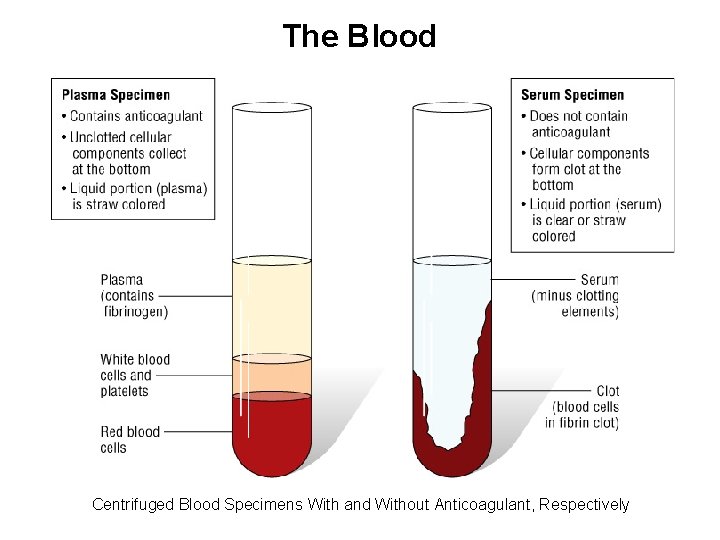 The Blood Centrifuged Blood Specimens With and Without Anticoagulant, Respectively 