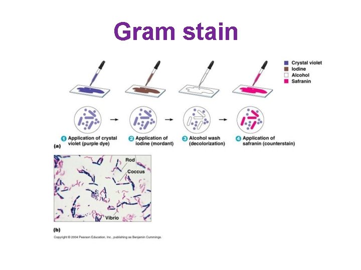 Gram stain 