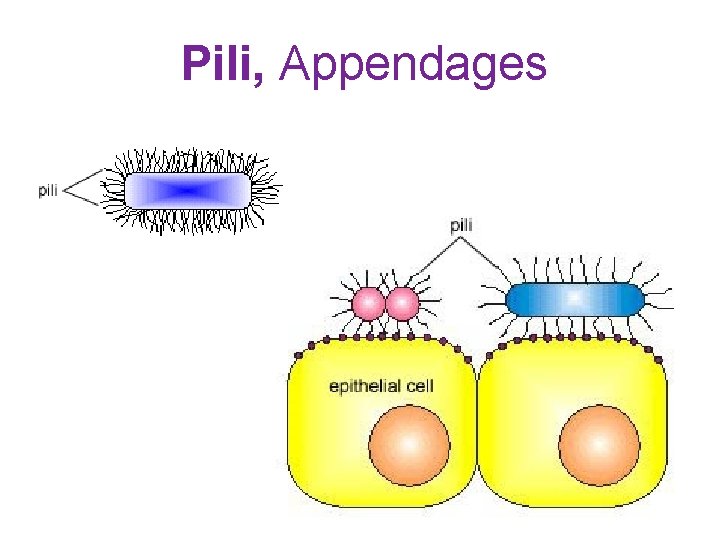 Pili, Appendages 