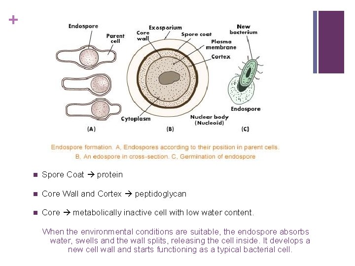 + n Spore Coat protein n Core Wall and Cortex peptidoglycan n Core metabolically
