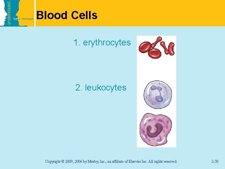 Blood Cells 1. erythrocytes 2. leukocytes Copyright © 2009, 2006 by Mosby, Inc. ,