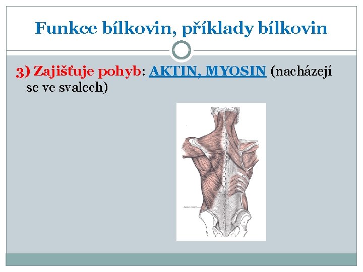 Funkce bílkovin, příklady bílkovin 3) Zajišťuje pohyb: AKTIN, MYOSIN (nacházejí se ve svalech) 