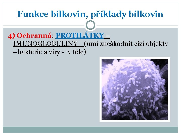 Funkce bílkovin, příklady bílkovin 4) Ochranná: PROTILÁTKY – IMUNOGLOBULINY (umí zneškodnit cizí objekty –bakterie