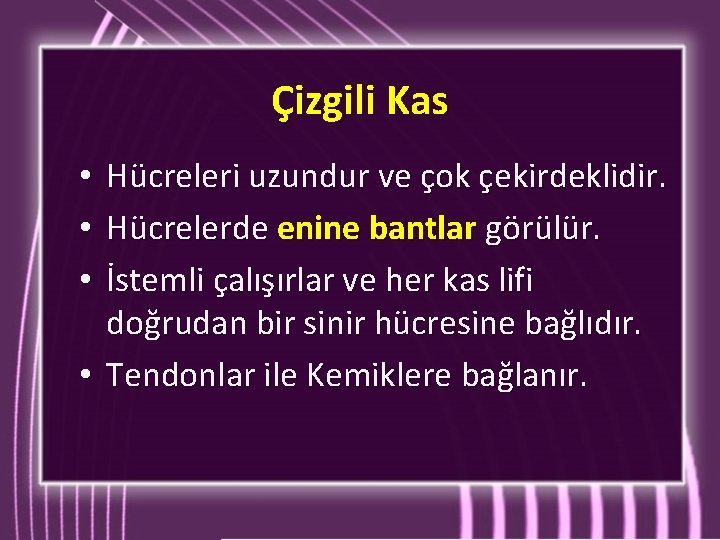 Çizgili Kas Hücreleri uzundur ve çok çekirdeklidir. Hücrelerde enine bantlar görülür. İstemli çalışırlar ve