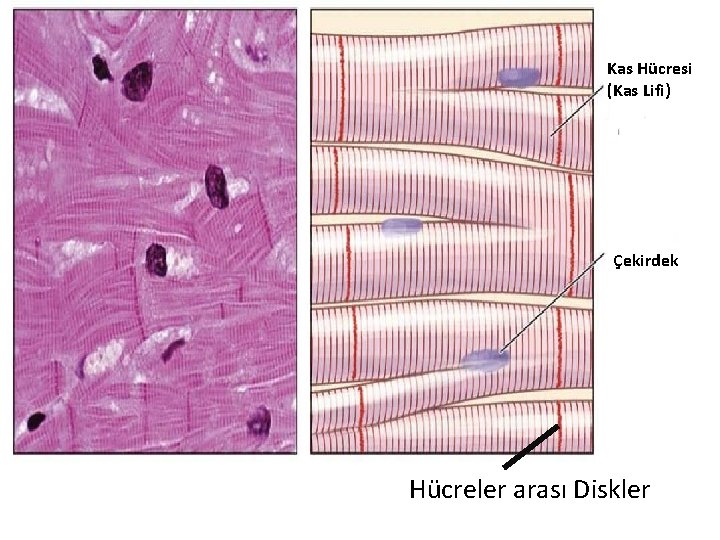 Kas Hücresi (Kas Lifi) Çekirdek Hücreler arası Diskler Kas Hücresi (Kas Lifi) Çekirdek Hücreler arası Diskler