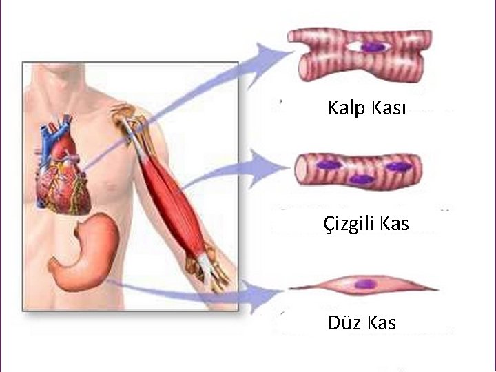 Kalp Kası Çizgili Kas Düz Kas Kalp Kası Çizgili Kas Düz Kas