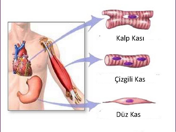 Kalp Kası Çizgili Kas Düz Kas 