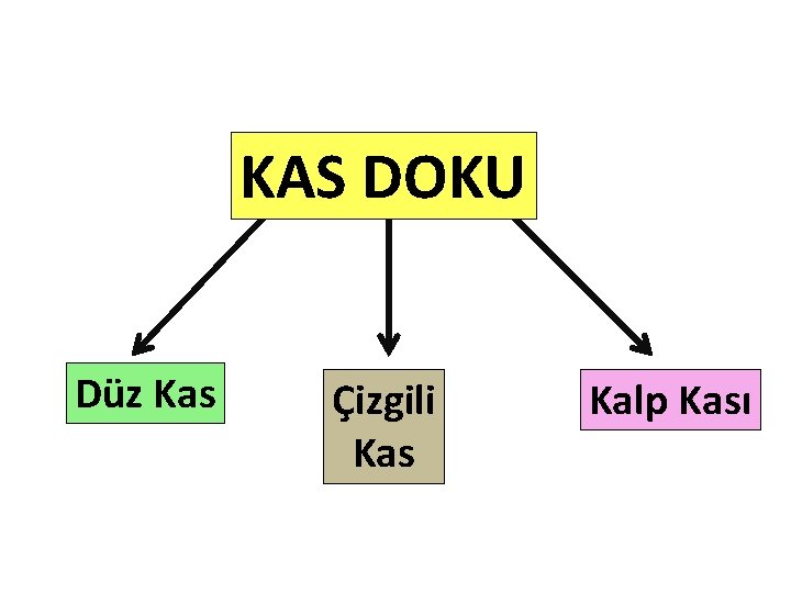 KAS DOKU Düz Kas Çizgili Kas Kalp Kası 