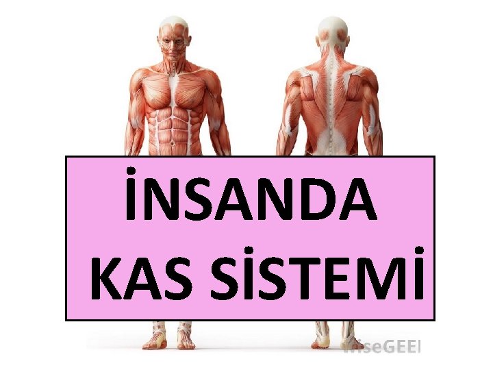 İNSANDA KAS SİSTEMİ İNSANDA KAS SİSTEMİ