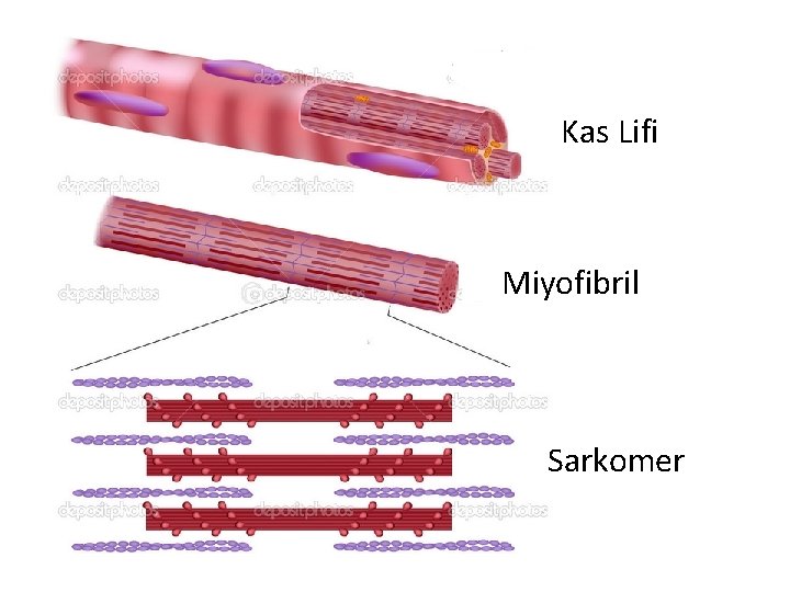 Kas Lifi Miyofibril Sarkomer 