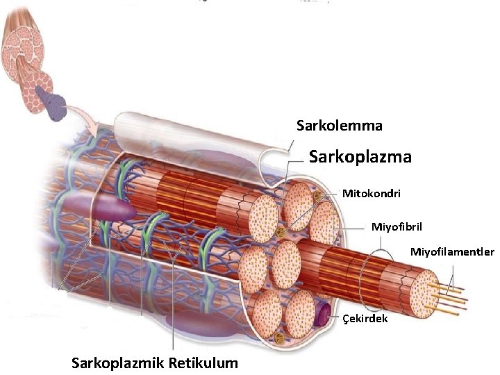 Sarkolemma Sarkoplazma Mitokondri Miyofibril Miyofilamentler Çekirdek Sarkoplazmik Retikulum 