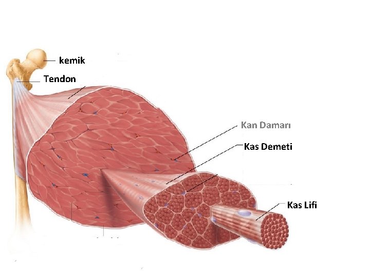 kemik Tendon Kan Damarı Kas Demeti Kas Lifi 