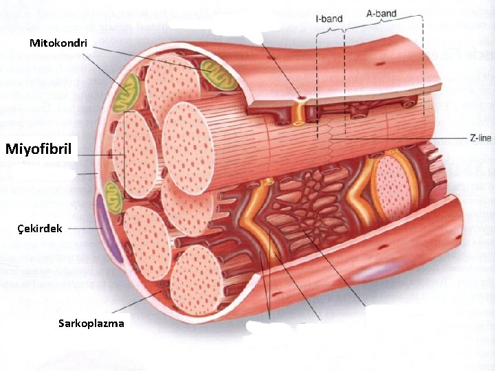 Mitokondri Miyofibril Çekirdek Sarkoplazma 
