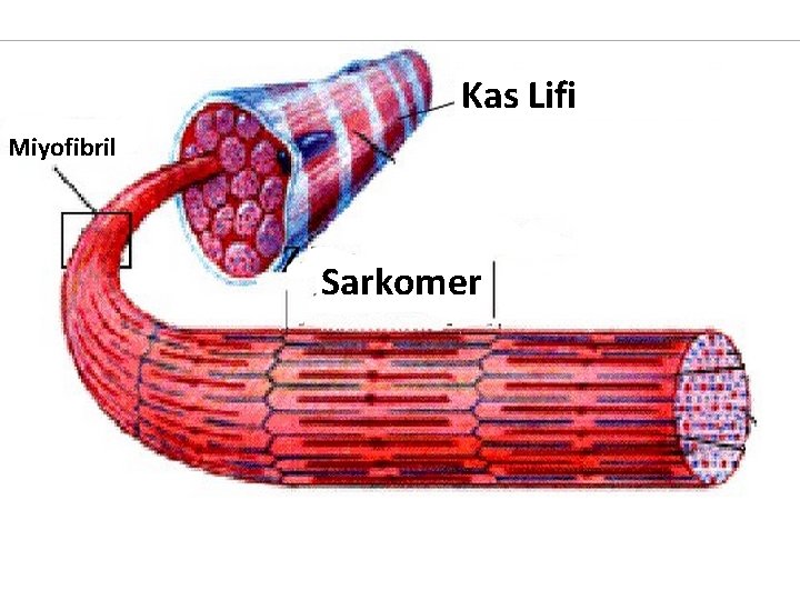 Kas Lifi Miyofibril Sarkomer 