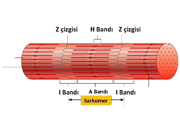 Z çizgisi I Bandı H Zone Bandı Z çizgisi A Bandı Sarkomer I Bandı Z çizgisi I Bandı H Zone Bandı Z çizgisi A Bandı Sarkomer I Bandı