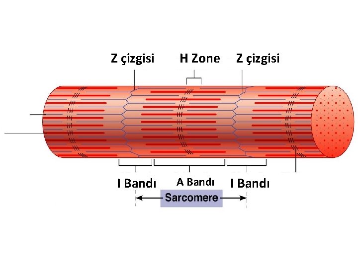 Z çizgisi I Bandı H Zone A Bandı Z çizgisi I Bandı 