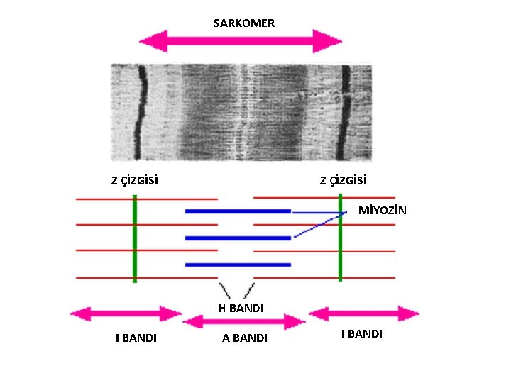 SARKOMER Z ÇİZGİSİ MİYOZİN H BANDI I BANDI A BANDI I BANDI 
