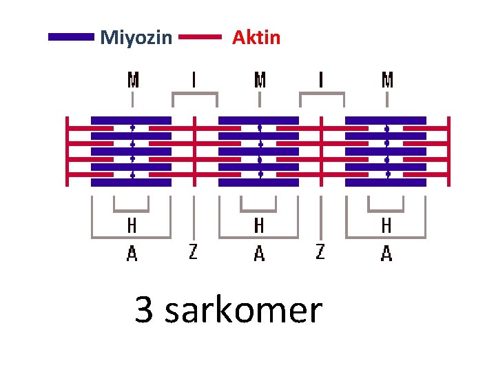 Miyozin Aktin 3 sarkomer 