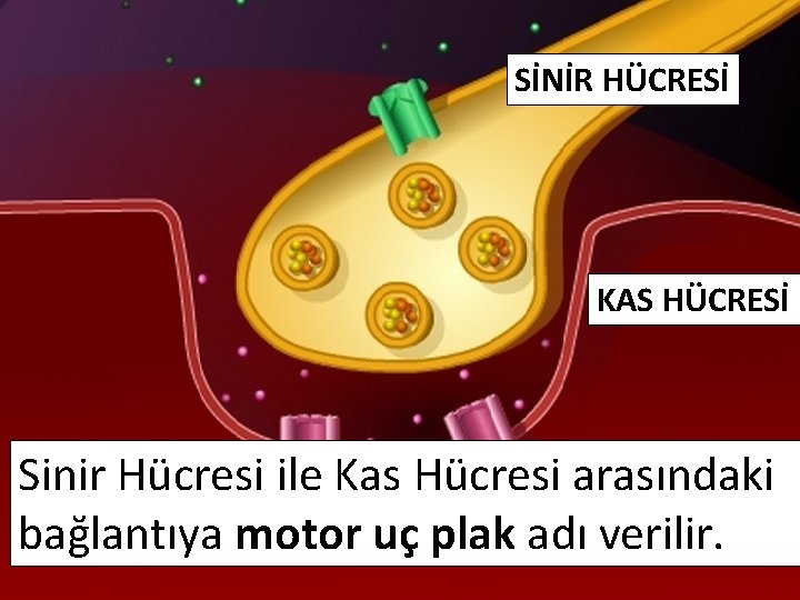 SİNİR HÜCRESİ KAS HÜCRESİ Sinir Hücresi ile Kas Hücresi arasındaki bağlantıya motor uç plak SİNİR HÜCRESİ KAS HÜCRESİ Sinir Hücresi ile Kas Hücresi arasındaki bağlantıya motor uç plak