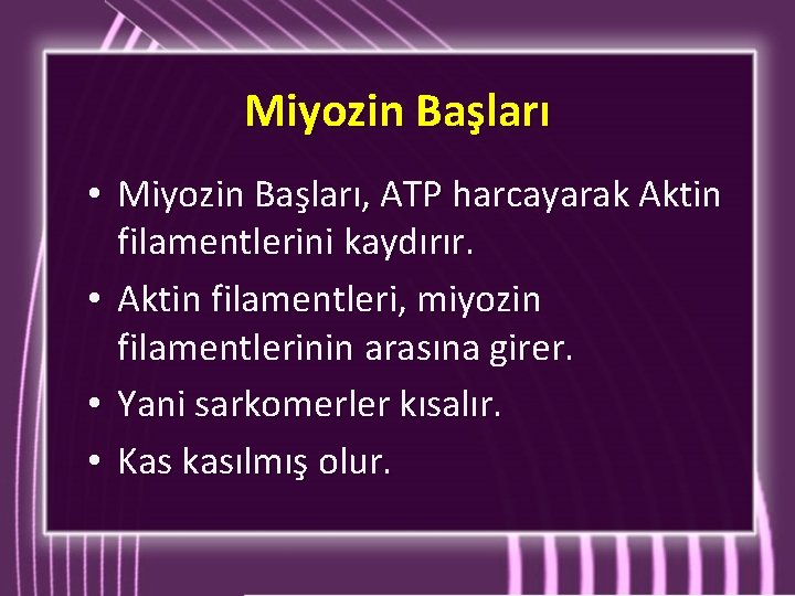 Miyozin Başları • Miyozin Başları, ATP harcayarak Aktin filamentlerini kaydırır. • Aktin filamentleri, miyozin