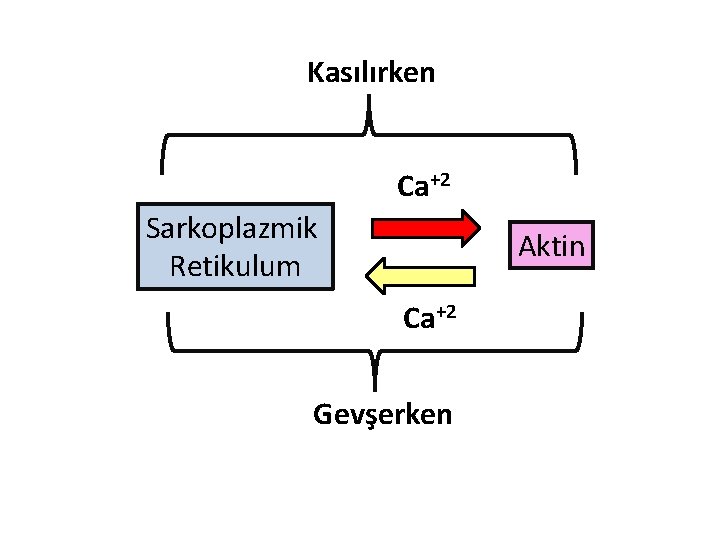 Kasılırken Ca+2 Sarkoplazmik Retikulum Aktin Ca+2 Gevşerken Kasılırken Ca+2 Sarkoplazmik Retikulum Aktin Ca+2 Gevşerken