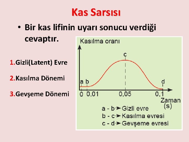 Kas Sarsısı • Bir kas lifinin uyarı sonucu verdiği cevaptır. 1. Gizli(Latent) Evre 2.