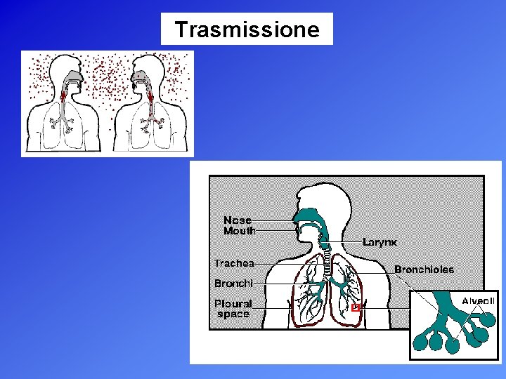 Trasmissione 